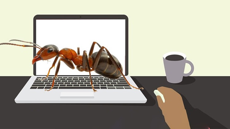 Âm thanh laptop bị rè do có kiến chui vào