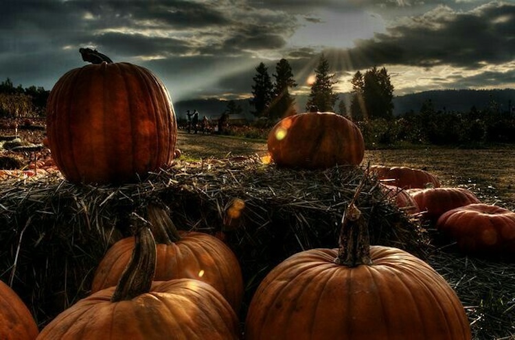 Background Halloween chủ đề bí ngô