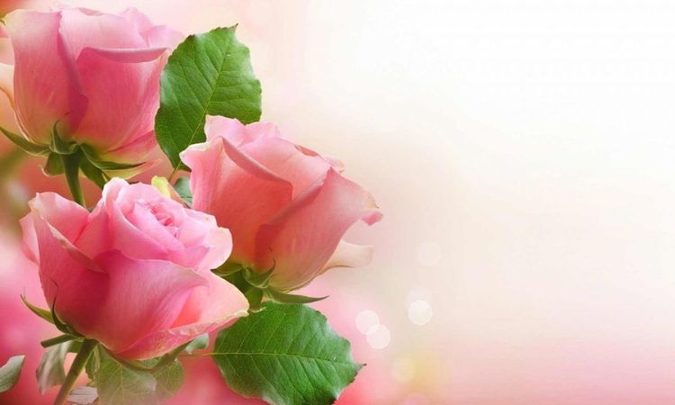 Xu hướng chọn hình ảnh chúc mừng 20/10 năm 2025