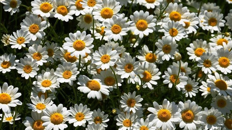 Hình ảnh 20/10 sáng tạo