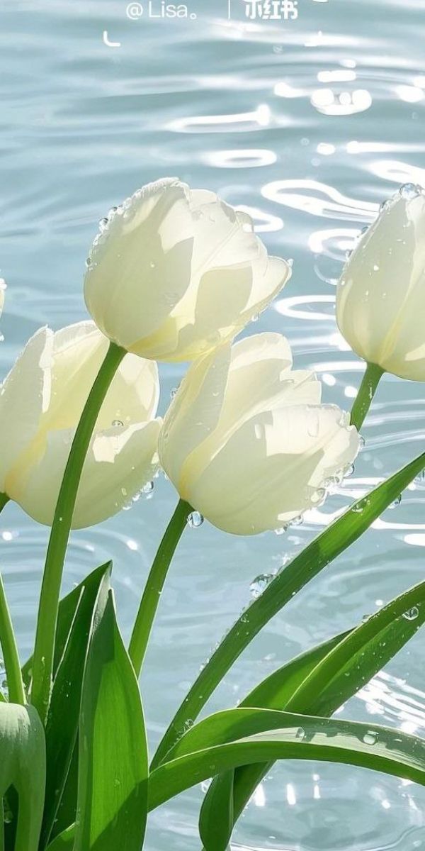 Hình nền hoa tulip mùa trắng cho điện thoại