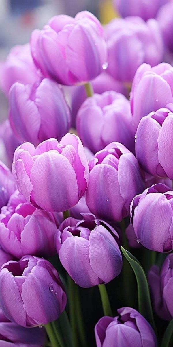 Hình nền hoa tulip màu tím cho điện thoại