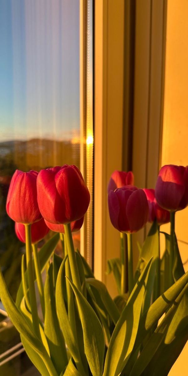 Hình nền hoa tulip chill cho điện thoại