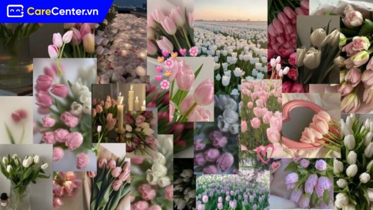 Hình nền hoa tulip cho điện thoại