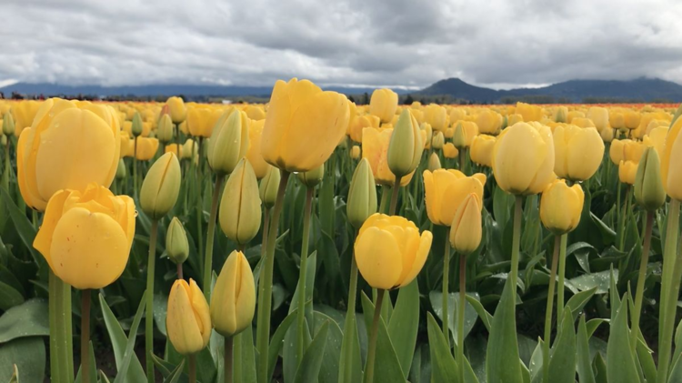 Hình nền hoa tulip cho máy tính lung linh