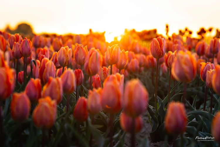 Hình nền hoa tulip cho máy tính chill